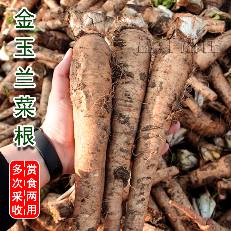 寿光金玉兰菜根种软化菊苣种子种孑植物根特色蔬菜种阳台四季盆栽