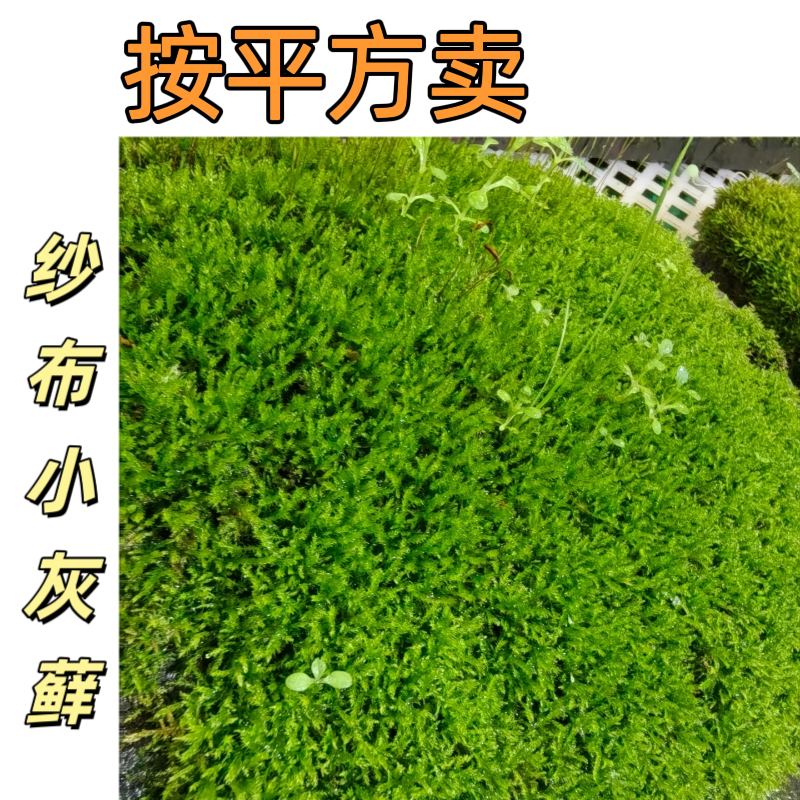 造景专用纱布小灰藓水陆缸鲜活造景铺面兰花鱼缸水草苔藓冬眠盆景