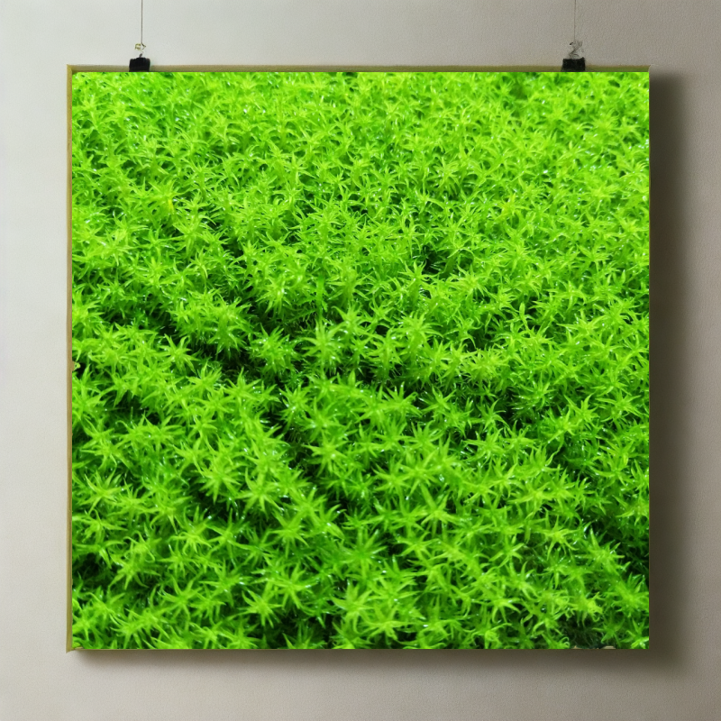 鲜活纱布苔藓星星藓水陆缸造景盆景铺面青苔四季植物蝴蝶兰