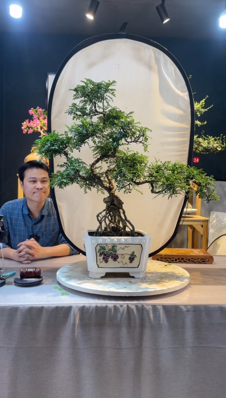 【闪购商品】盆景胡椒木