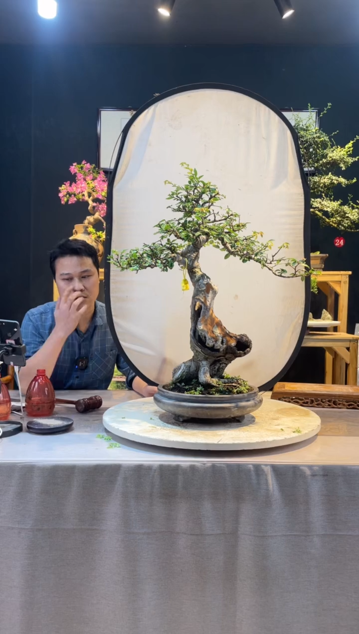【闪购商品】盆景老桩榆树