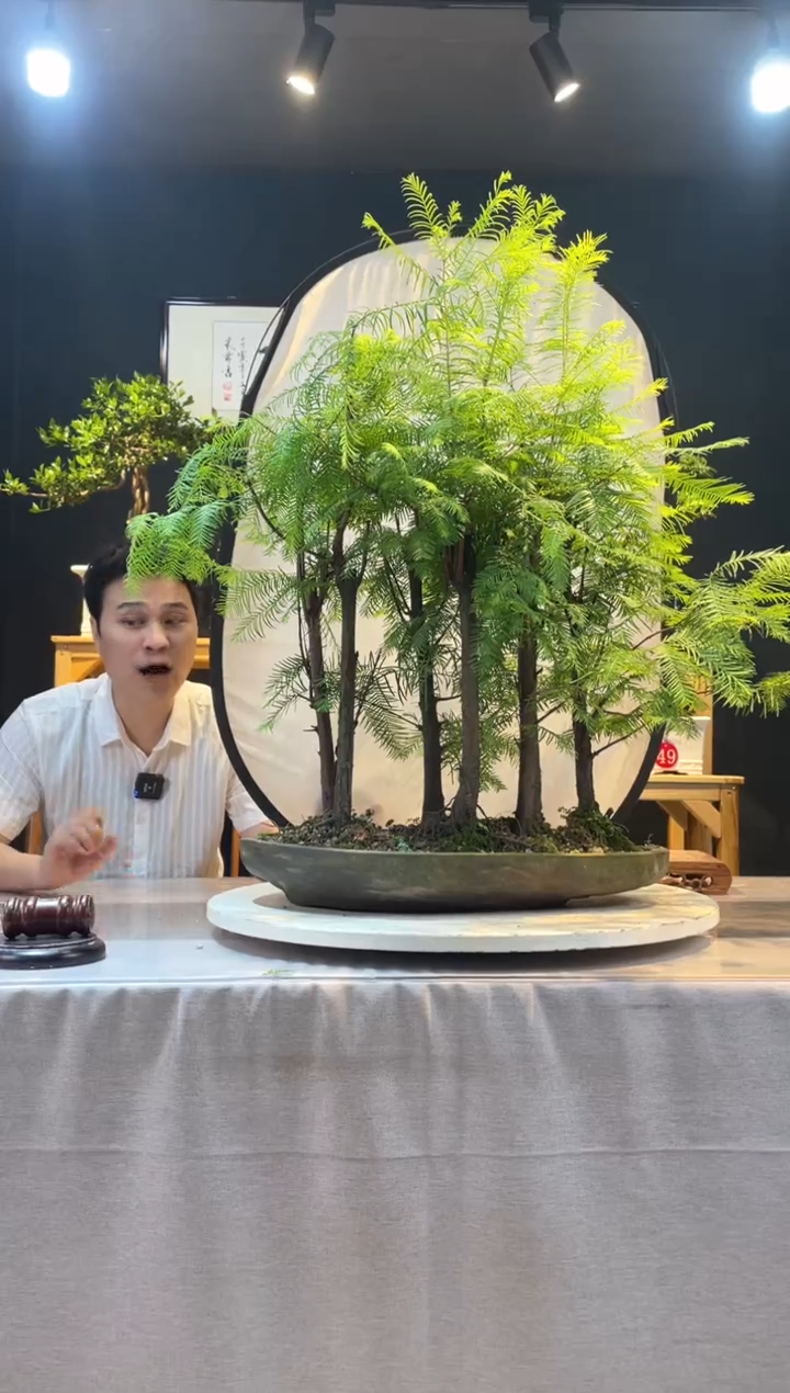 【闪购商品】盆景水杉