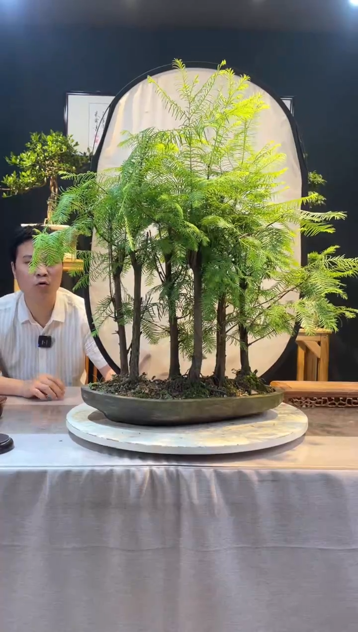 【闪购商品】盆景水杉