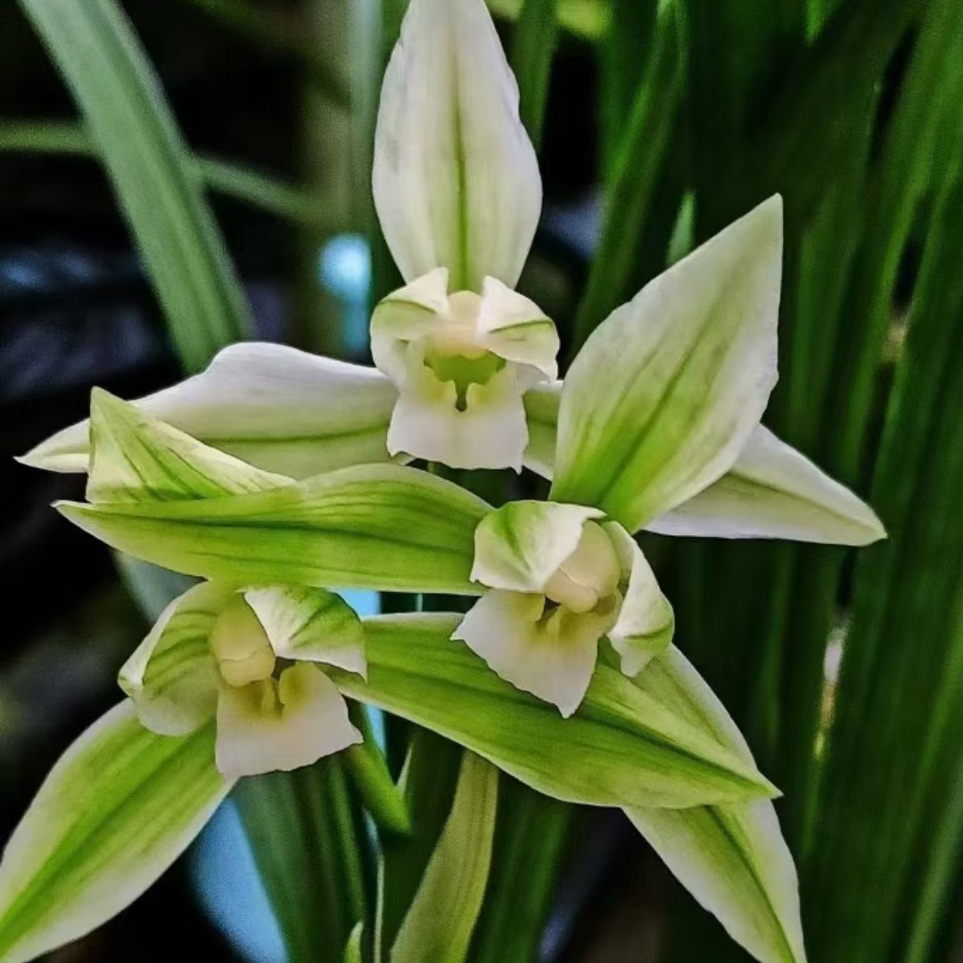 兰花春剑银丝雪玉