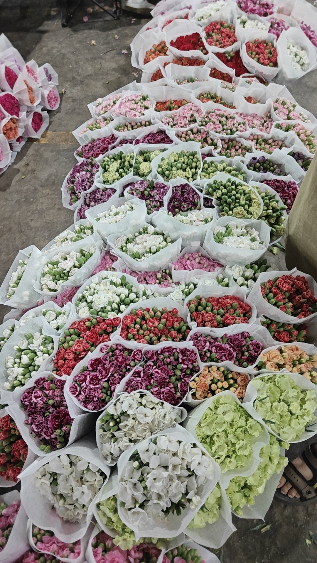 芮楠花卉AB级草花