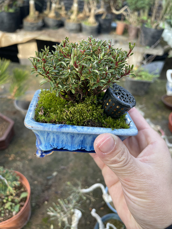 直播间盆景一物一拍链接