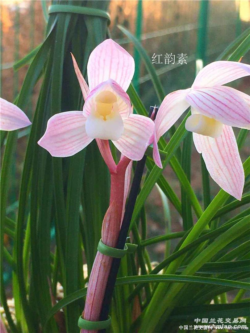 莲瓣兰名品，红韵素