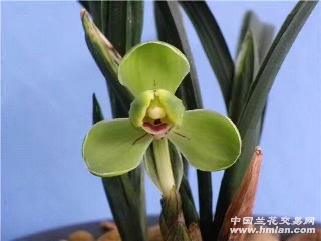 春兰名品，帝王梅，裸根发货