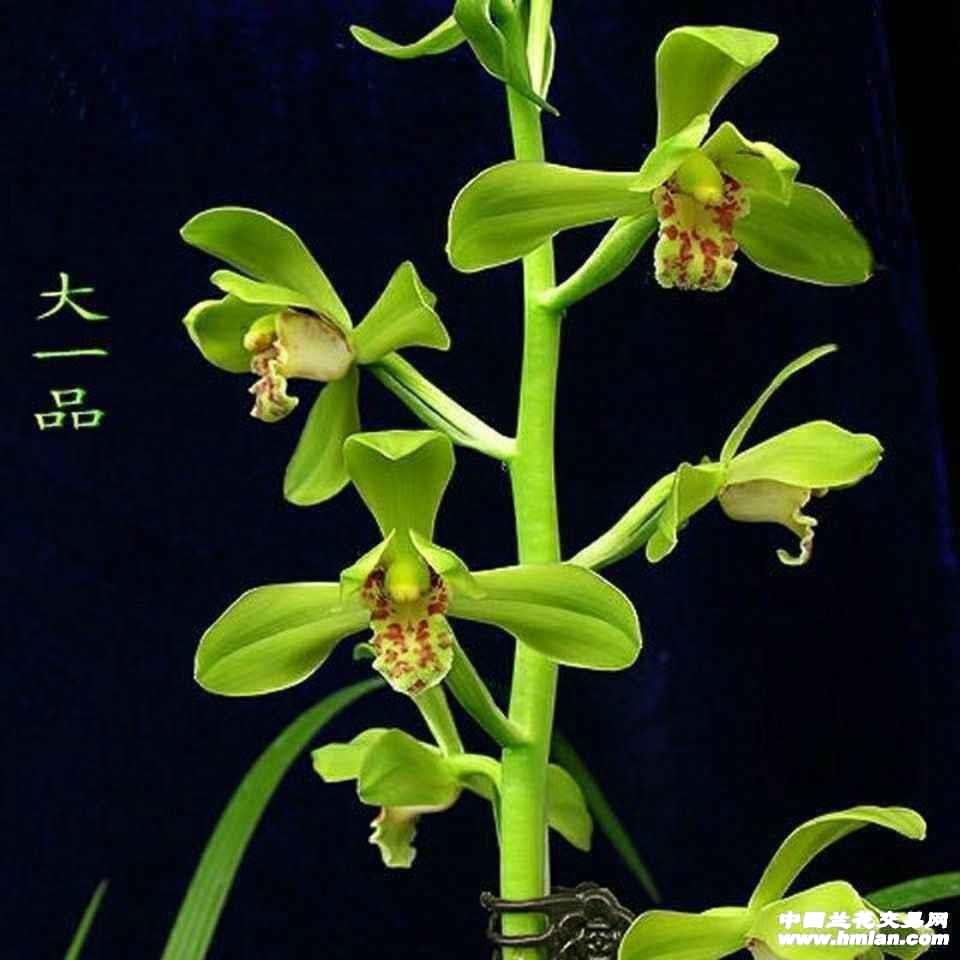 蕙兰老八种大一品裸根发货