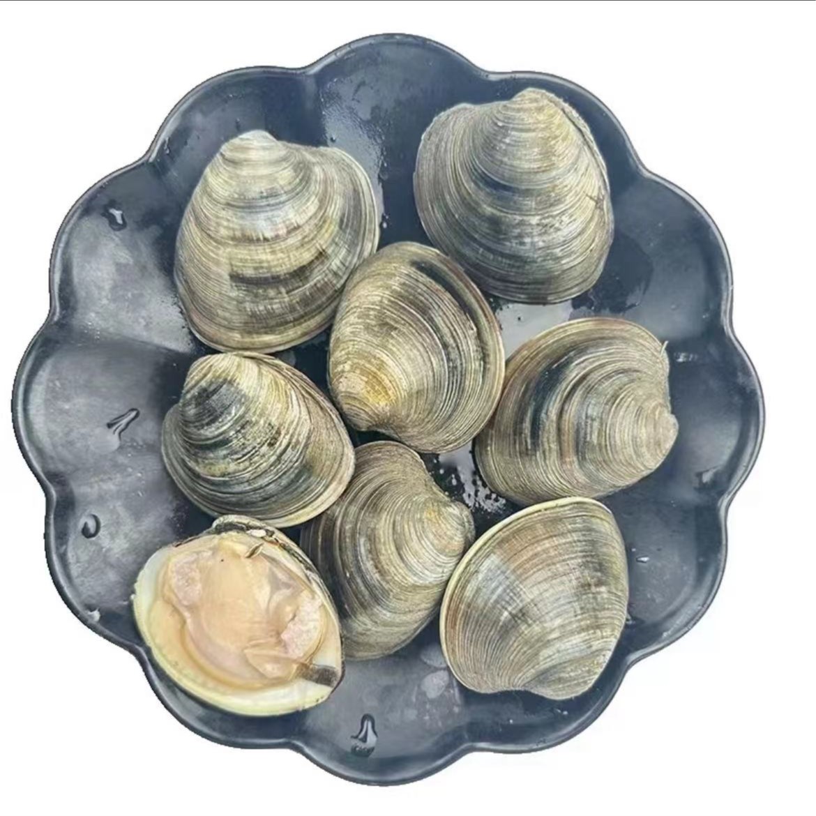 鲜活大贝壳（天鹅蛋，月亮贝）