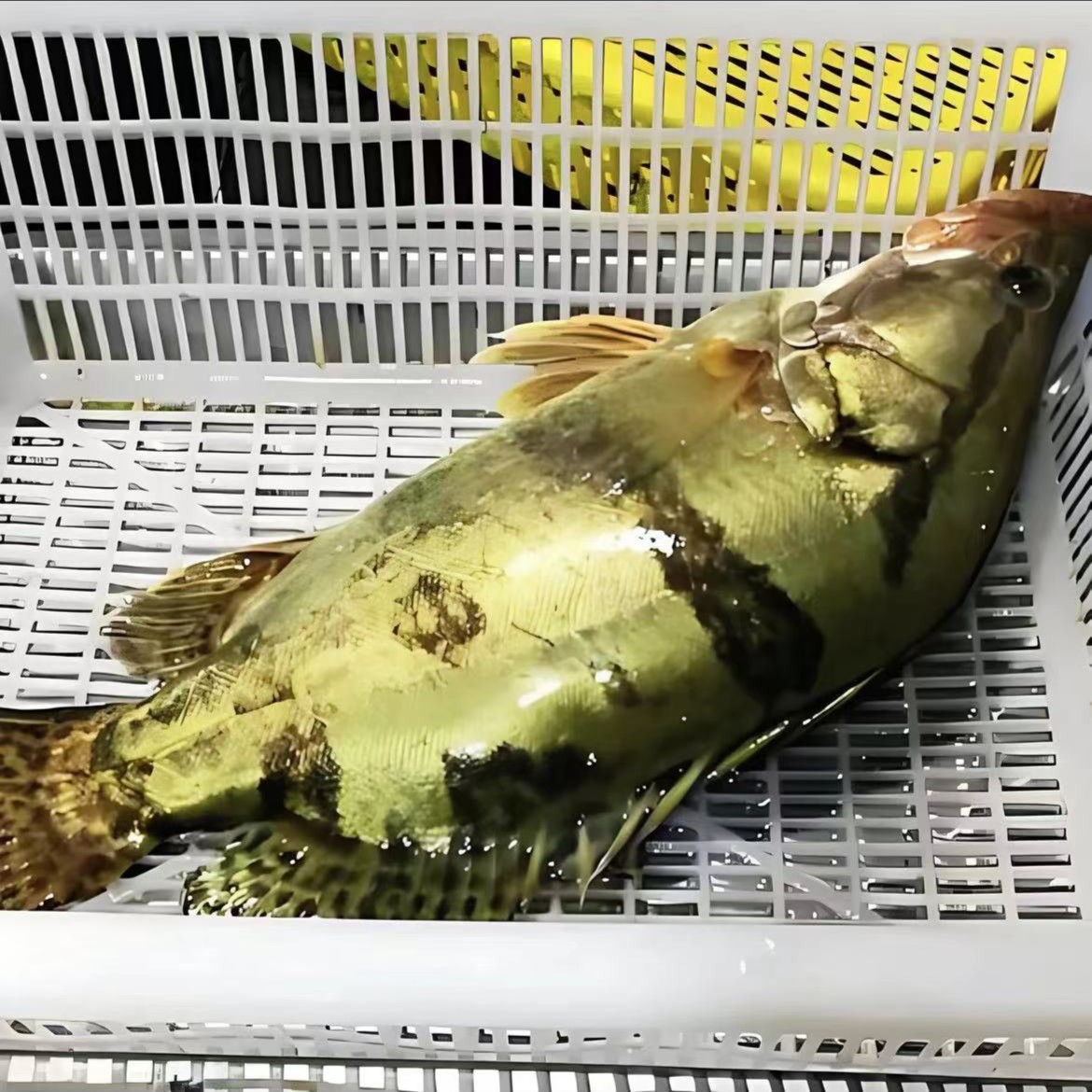 鲜活桂鱼（600-650g/条）