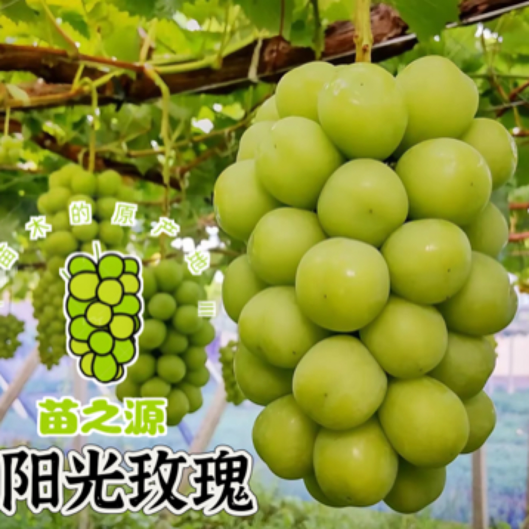  阳光玫瑰葡萄苗 口感 香，甜，脆，3件包邮）