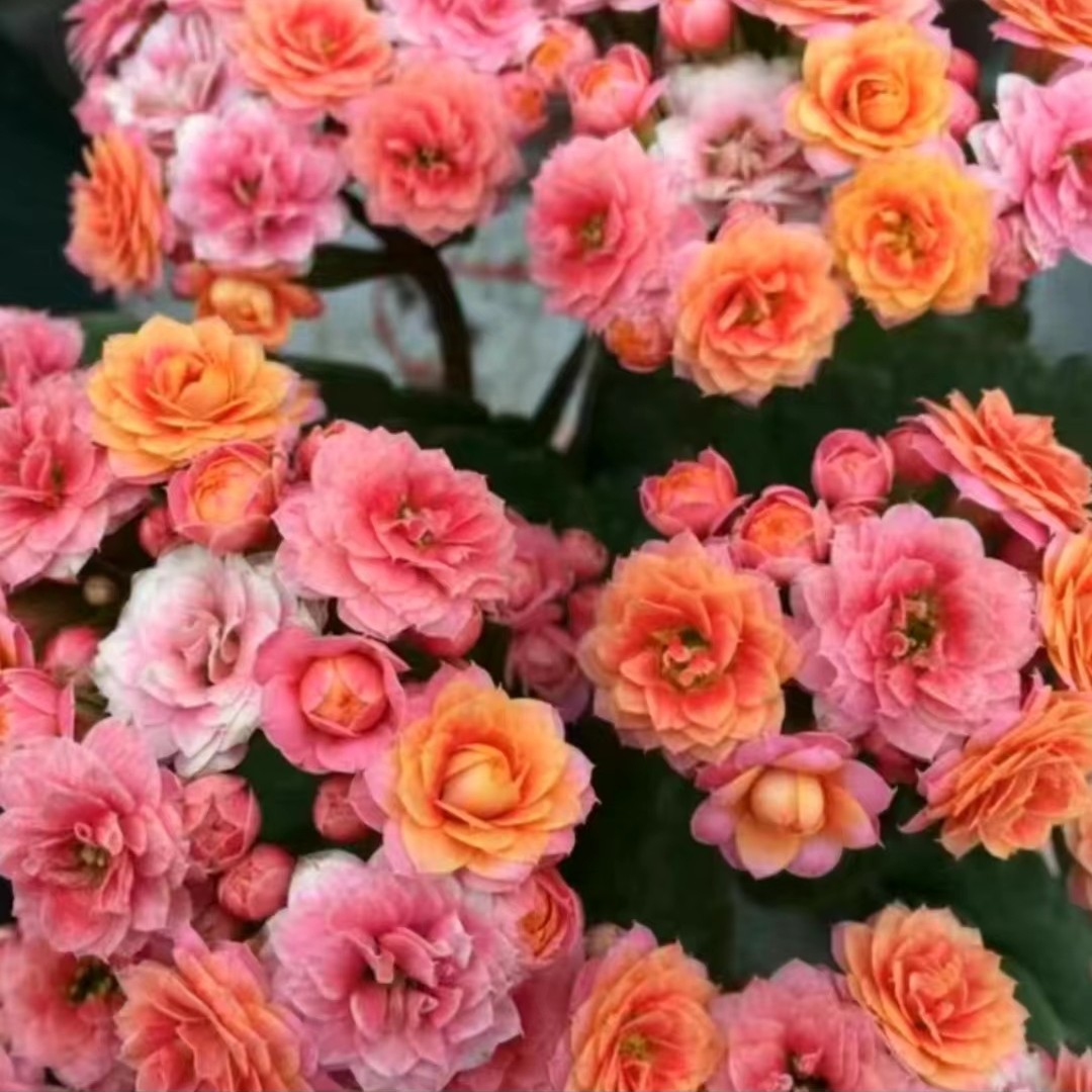 【果冻】重瓣变色品种130盆长寿花