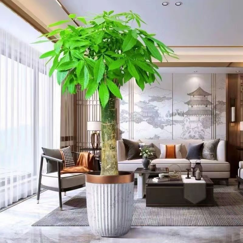 7发财树鲜花速递花卉仿真绿植园艺花卉/绿植盆栽高端盆景/盆栽