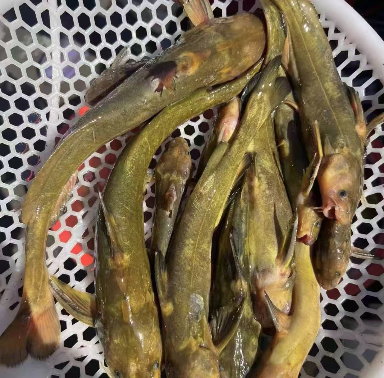 （京东包邮）抚远纯江野生牛尾巴鱼-5斤