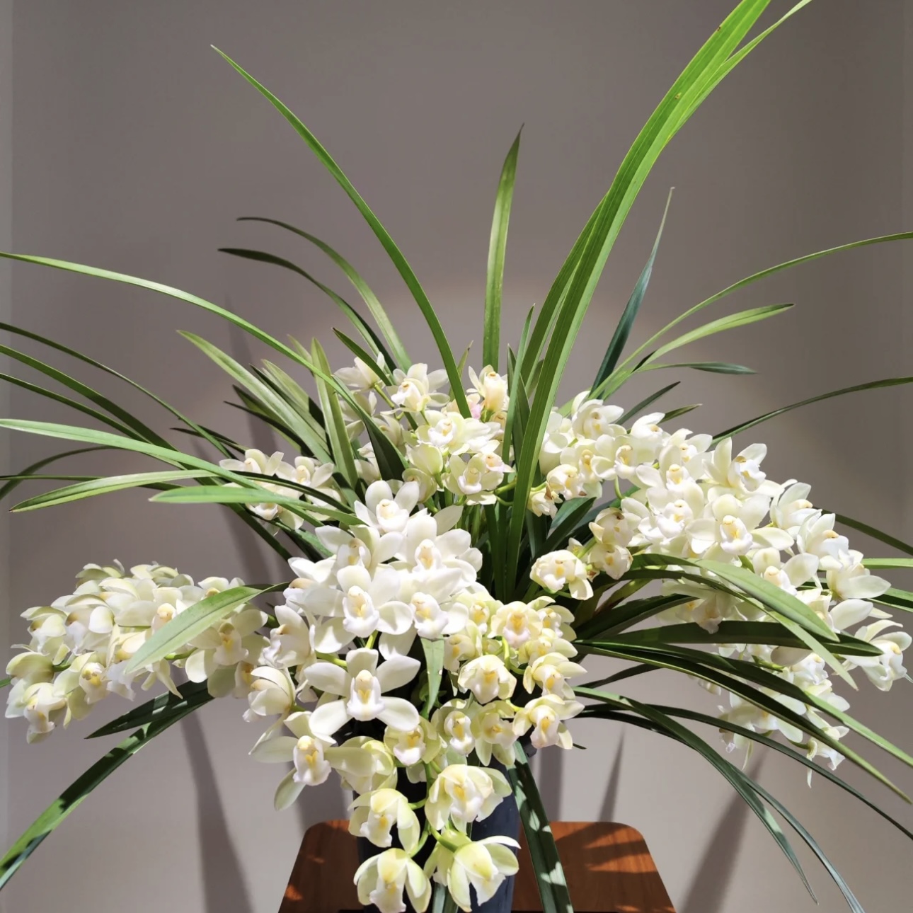 【念兰花卉-白玉香兰】纯白系列惠兰 云南基地直发