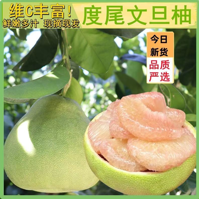 福建仙游度尾老树文旦柚老人孕妇小孩新鲜采摘记录当季水果天气