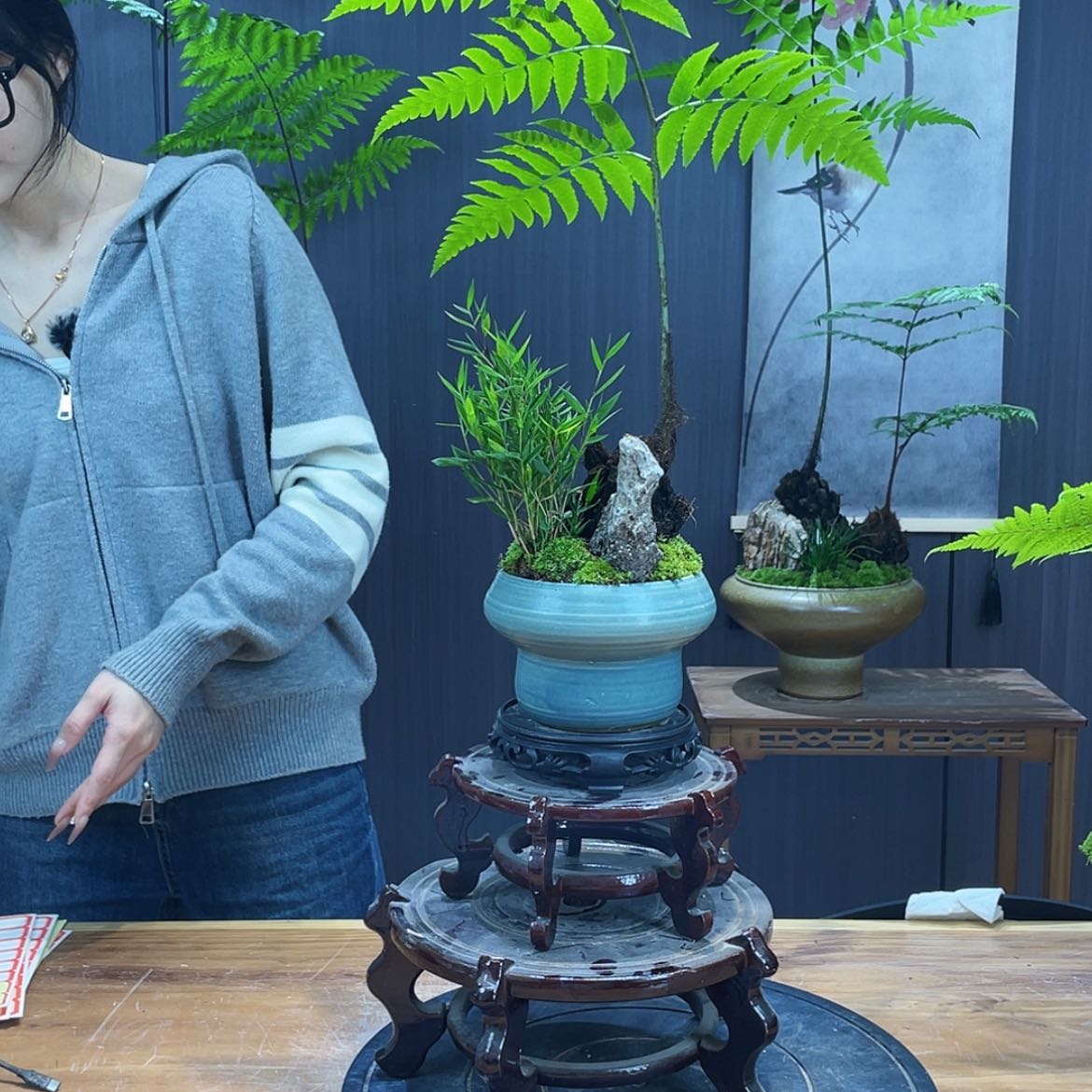 【闪购商品】老*蕨类植物