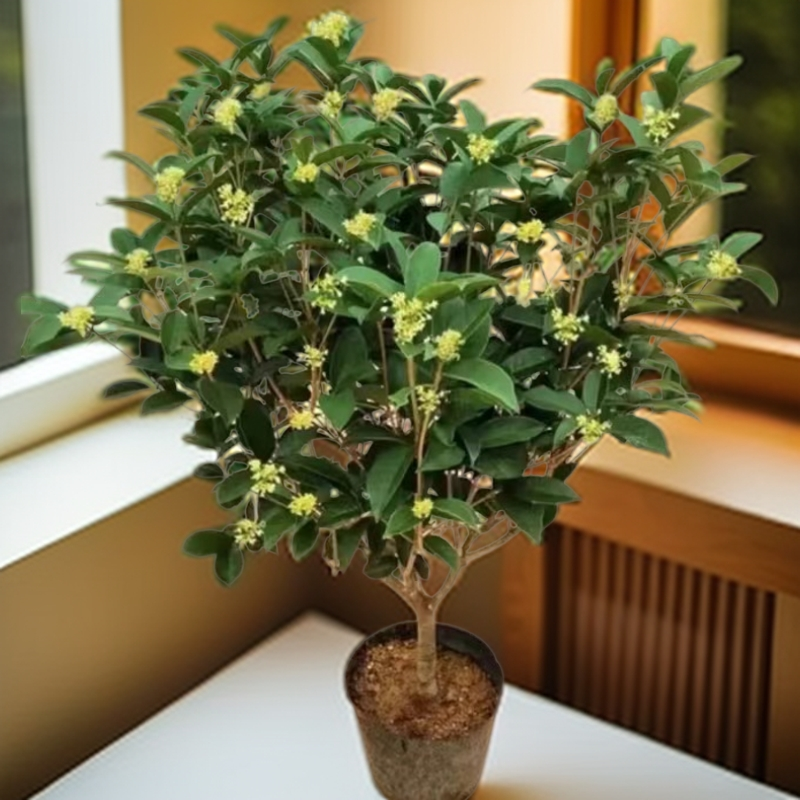 四季桂花树月月桂（精品六年半苗）种植室内外盆栽地栽绿植清香发货