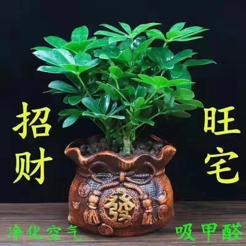 八方来财盆栽七叶莲室内花卉四季常青净化空气植物花卉绿植盆栽
