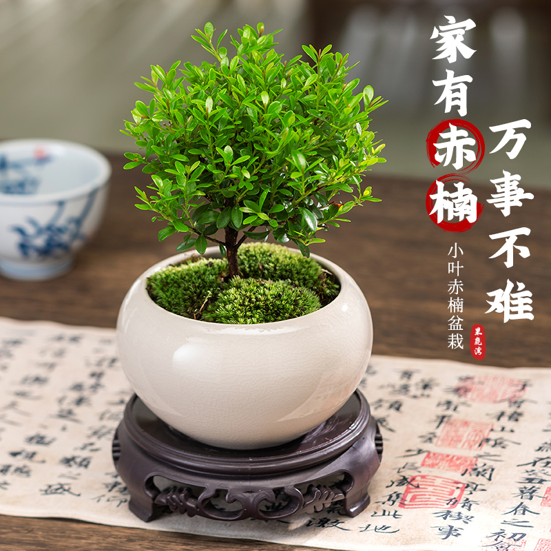 小叶赤楠盆栽植物树苗造型盆景摆件四季好养活客厅阳台办公室桌面