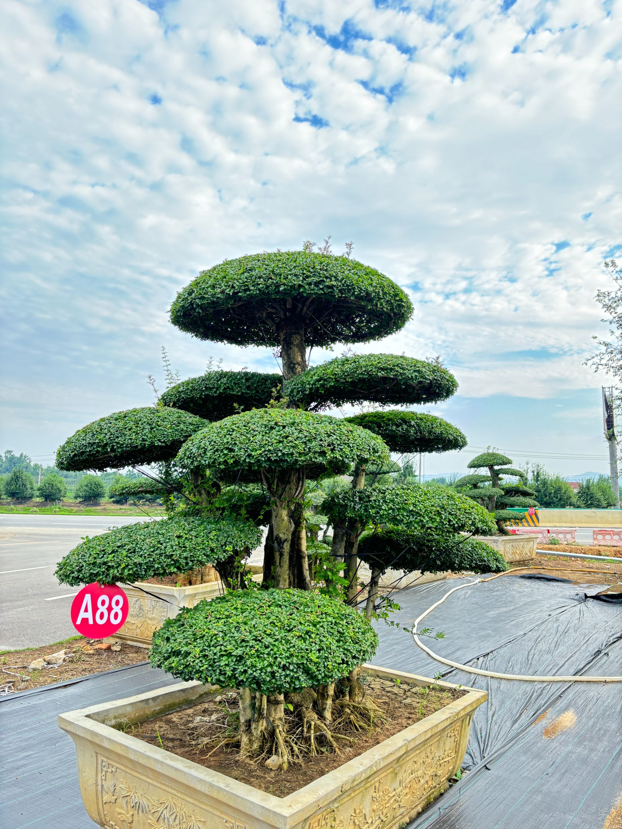 对节白蜡造型树 耐寒耐旱 庭院景观树(直播定金)