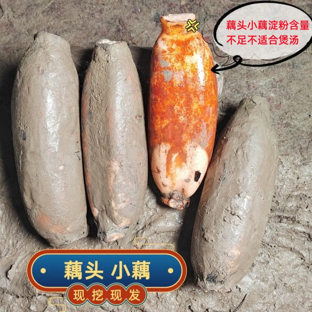 湖北特产洪湖莲藕现挖新鲜莲藕粉/藕头/藕尾/煲汤粉藕面藕3斤/5斤