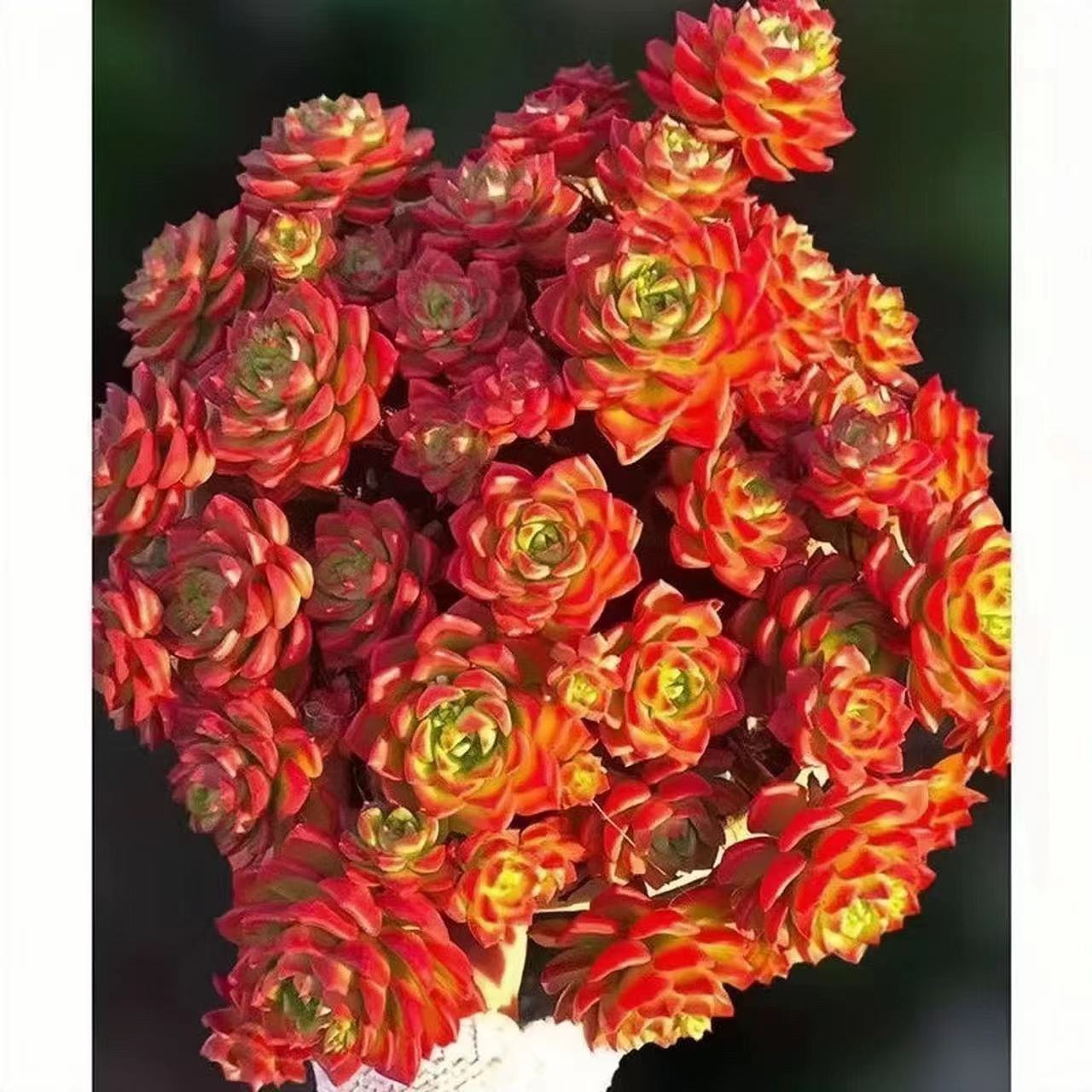 初衷蒂亚精品老桩新手好养室内阳台庭院盆栽多肉植物大株多肉