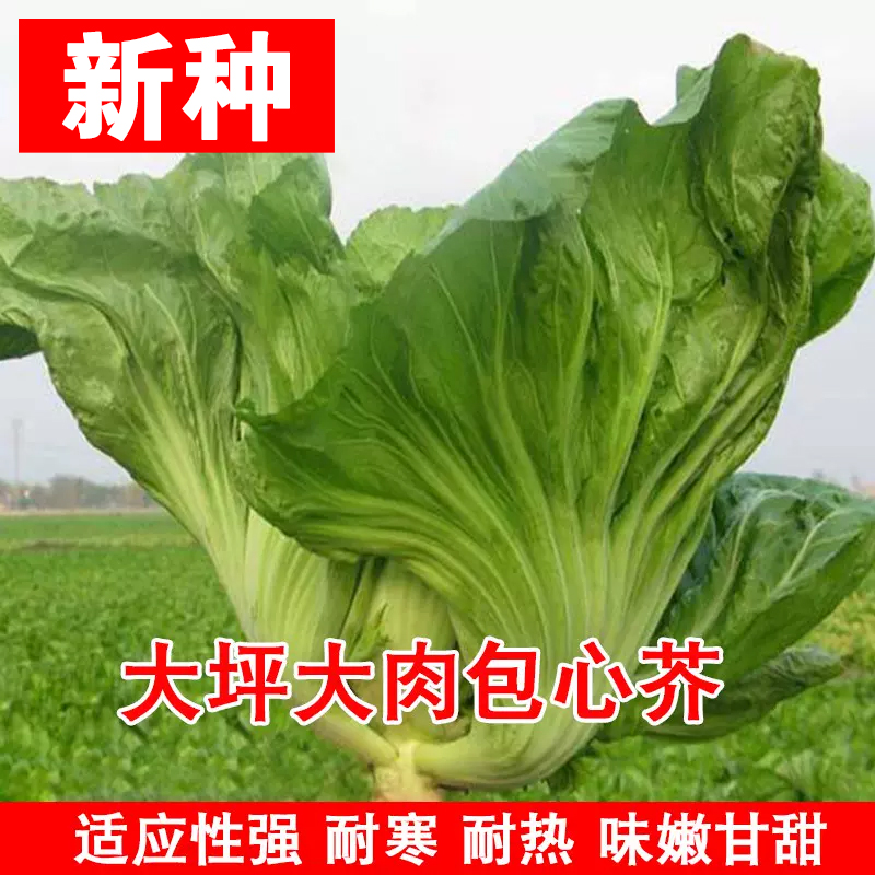 【全店满5/包免邮】四季包心大芥菜荆芥种子新鲜无筋介菜种籽