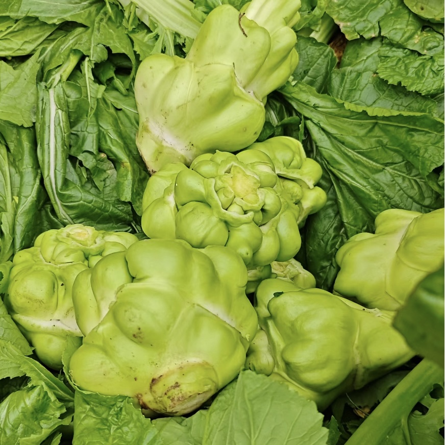 特大榨菜种子种籽疙瘩光头菜青菜种子秋冬季耐寒蔬菜种子芥菜种籽