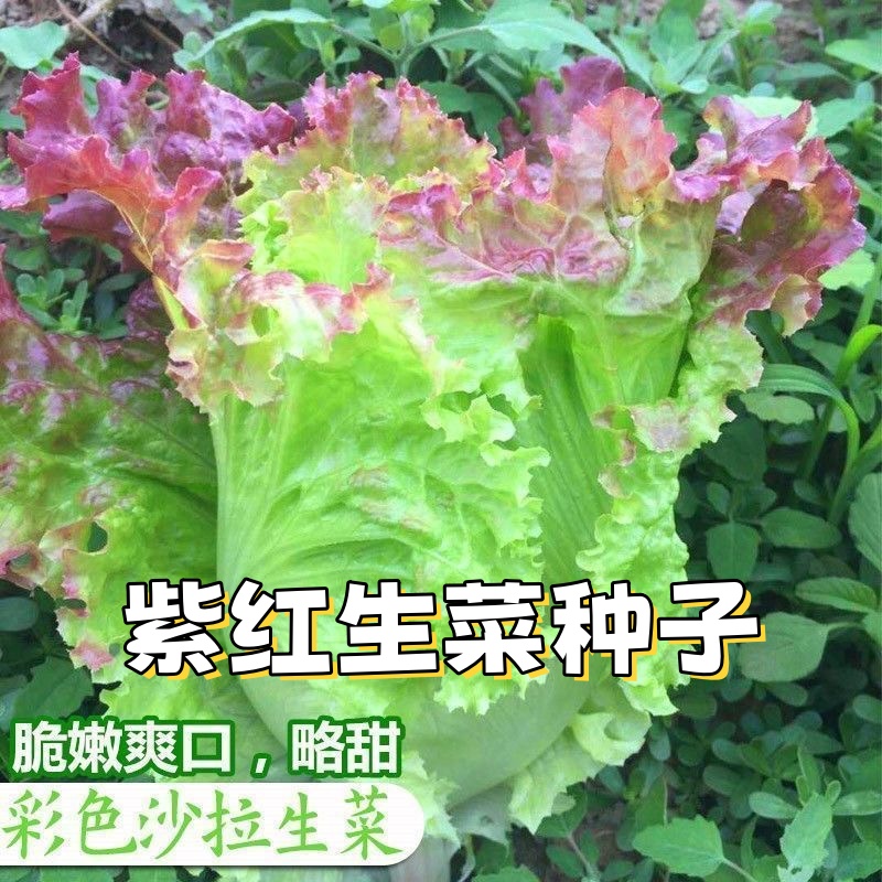 紫红生菜种子罗马紫边生菜籽沙拉生菜种子四季播蔬菜种孑阳台盆栽商品图
