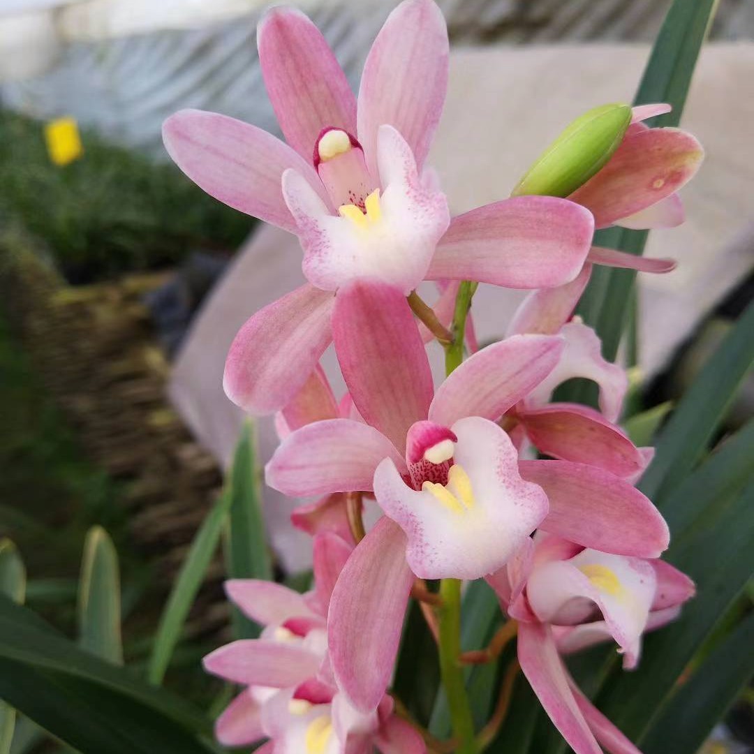 兰花樱花兰粉红佳人带香味原盆原土桌面室内花卉盆栽包邮