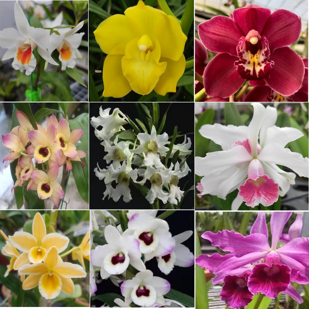 红古田花业、兰花、大花惠兰、石斛兰、卡特兰、文心兰、一物一拍