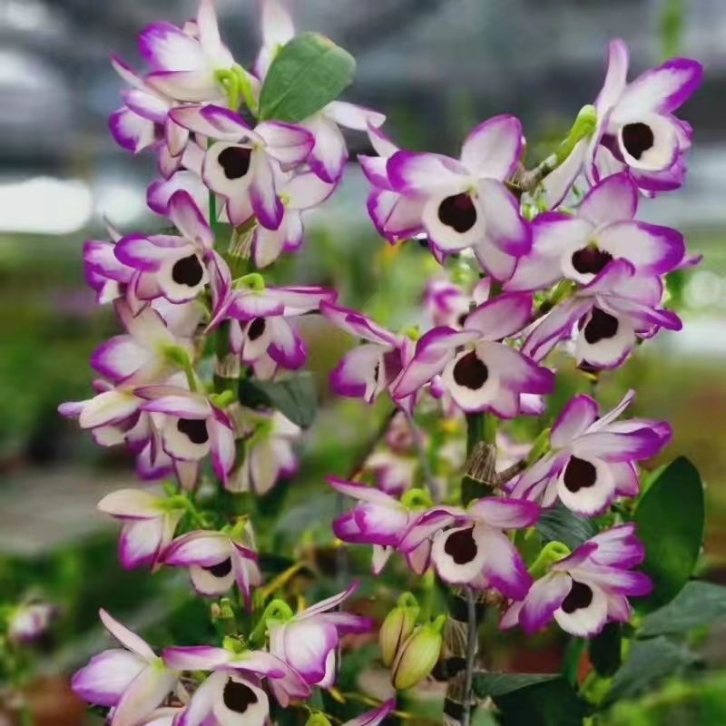 兰花泼墨石斛兰春石斛拿泼里杂春室内花卉盆栽易种植养护包邮
