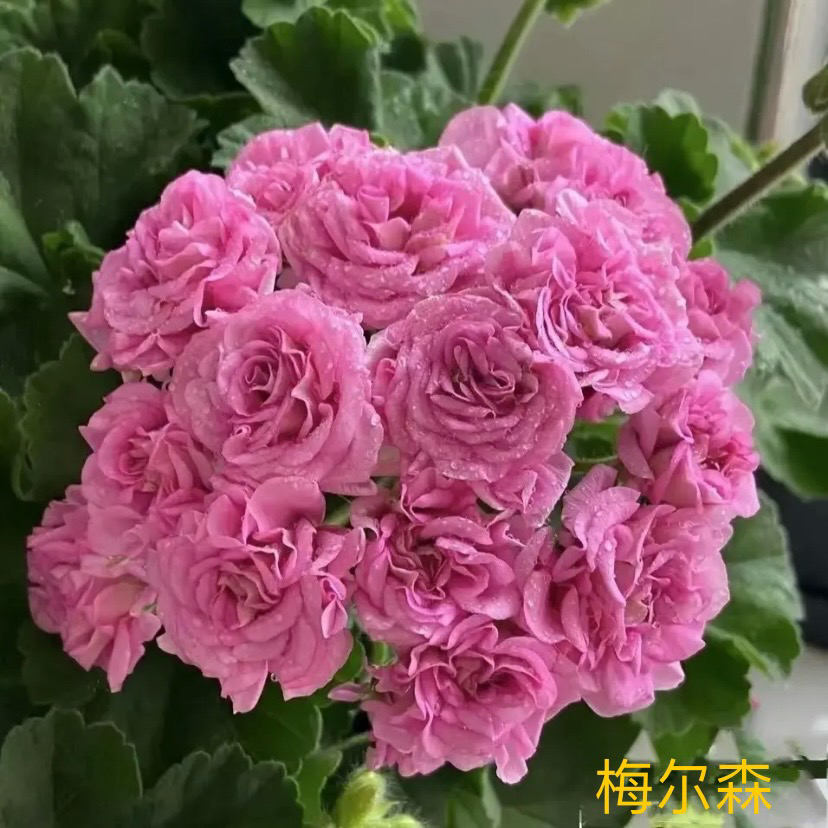 【梅尔森】一颗包邮；拍三发四