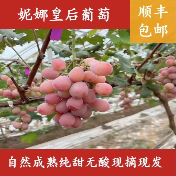 【顺丰包邮】妮娜皇后葡萄孕妇水果香甜爽口纯甜无酸现摘现发