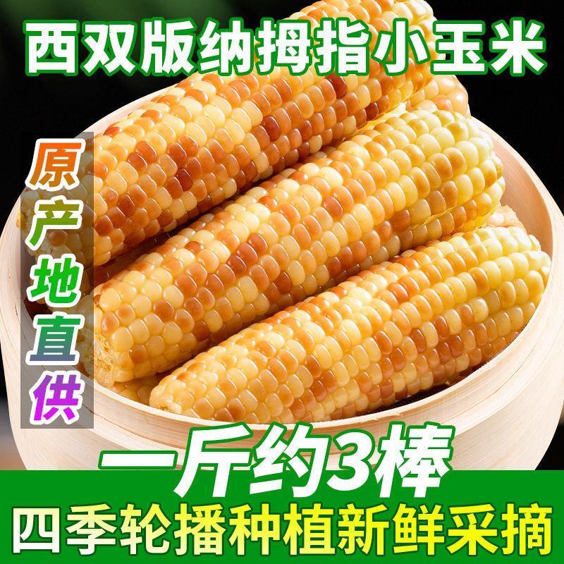 云南西双版纳花糯玉米香糯Q弹黏玉米新鲜采摘真空即食小玉米500克