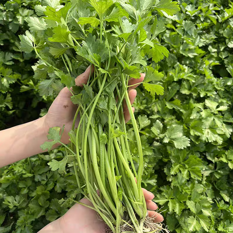 顺丰包邮新鲜小香芹老品种土芹菜鲜嫩芹菜嫩芹3斤5斤