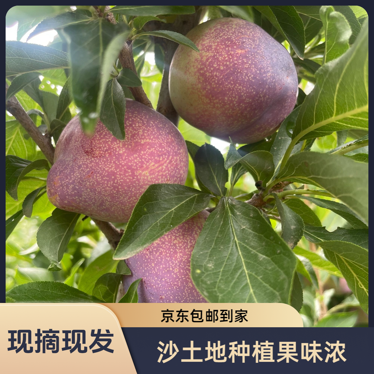 沙土地吉盛李子 果味纯正 现摘现发 京东包邮到家
