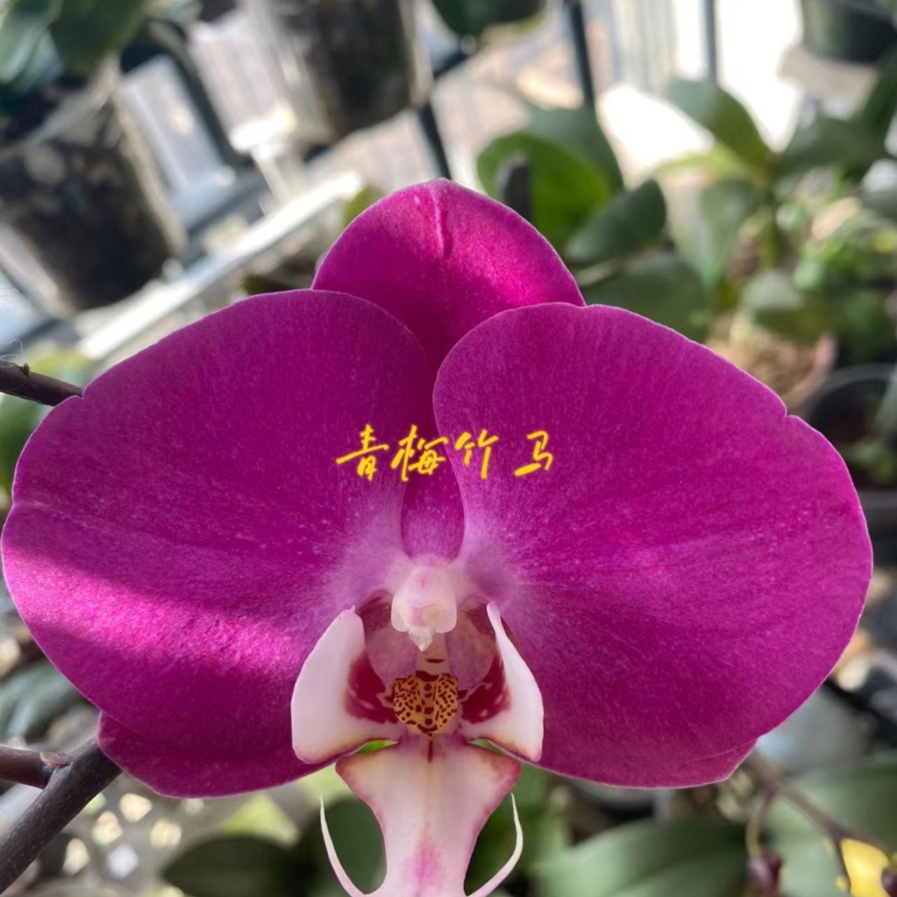 【垂钓型大花】 青梅竹马  蝴蝶兰  带花剑 花剑较短 2.5寸杯