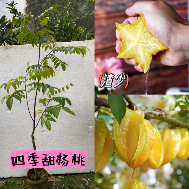 四季甜杨桃易种植易管理带营养杯包邮