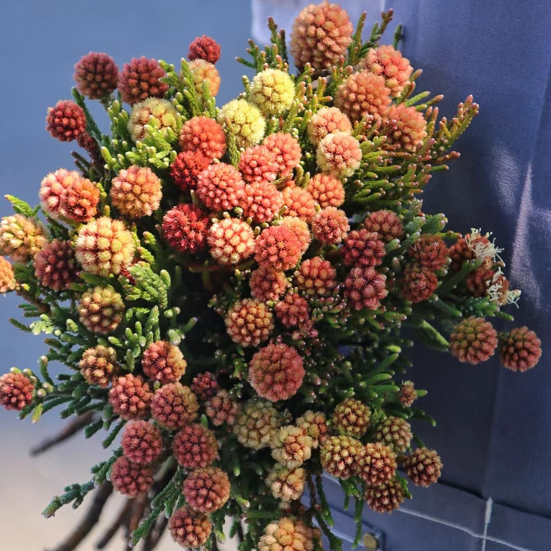 【星云果、足球果】南非进口小众轻奢花材超长花期可做干花瓶插花束