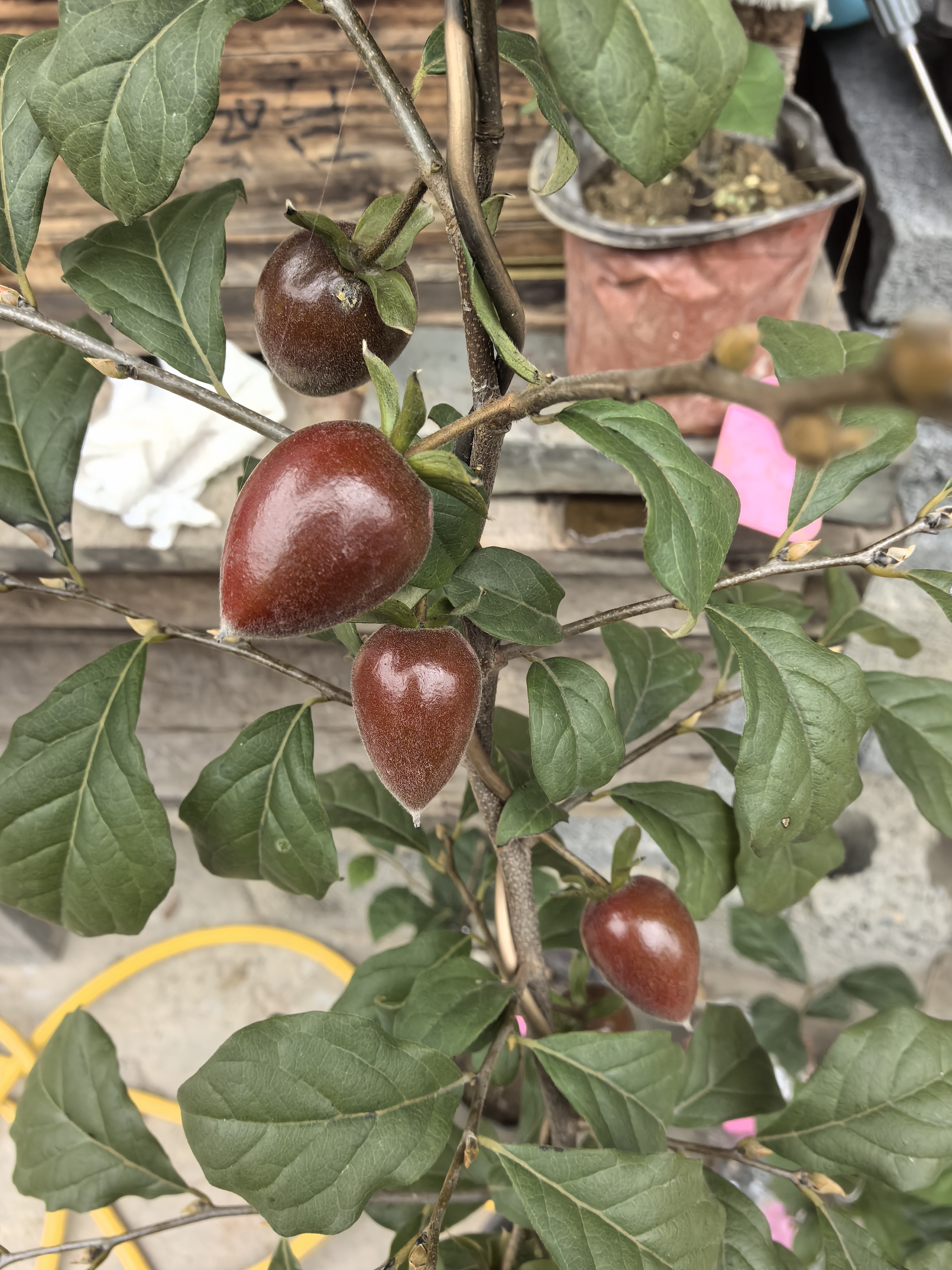 品种苗直播付款专用链接