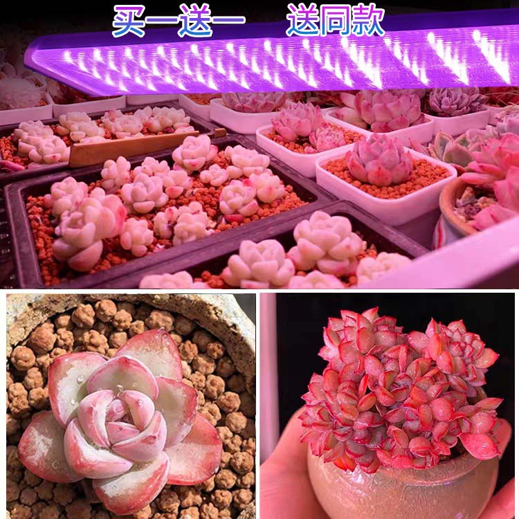正阳全光谱led多肉补光灯家用上色快防徒室内植物生长大功率白光
