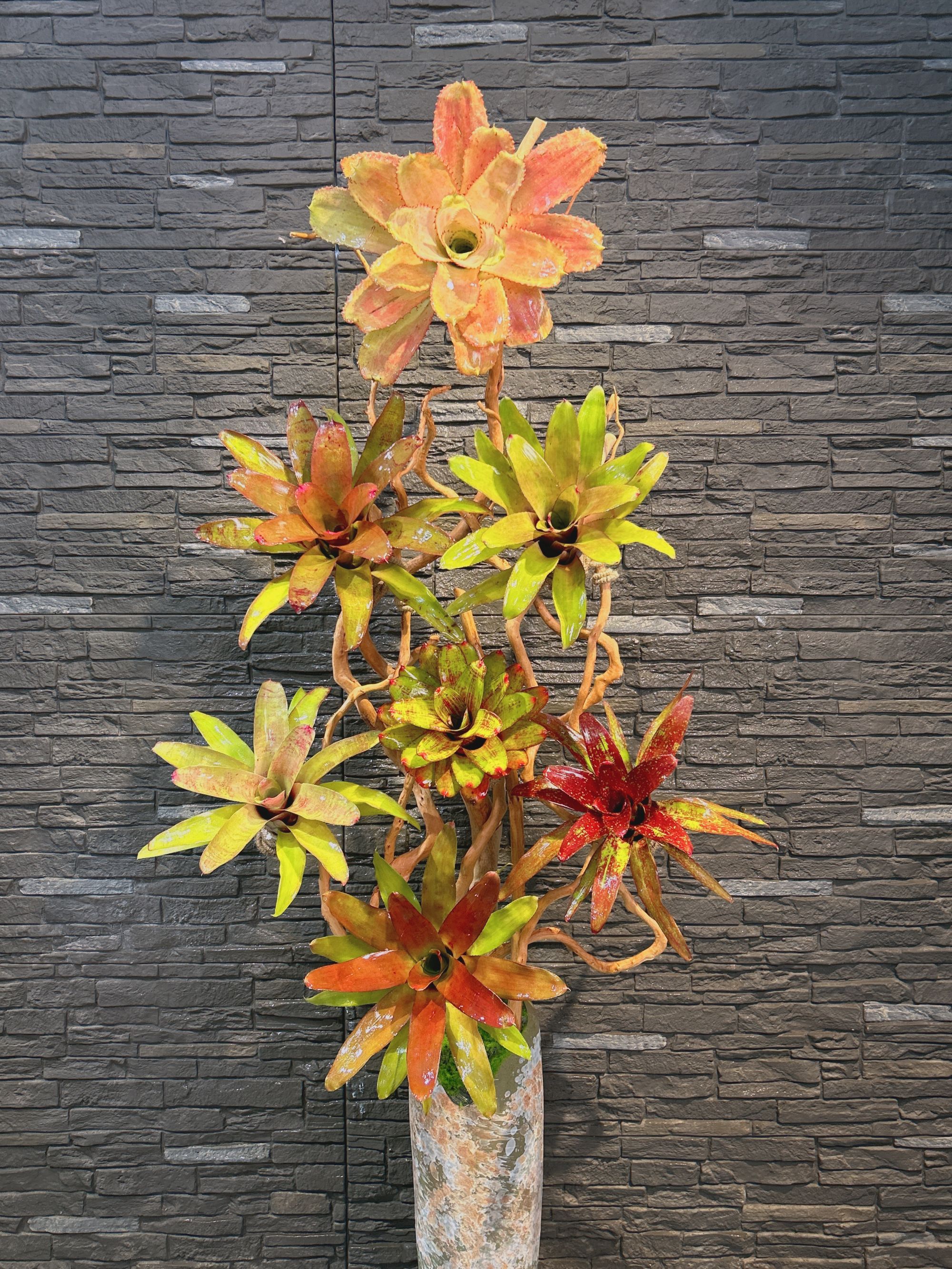 中落地积水凤梨落高端设计盆栽（图片仅供参考实物以在直播间为主）