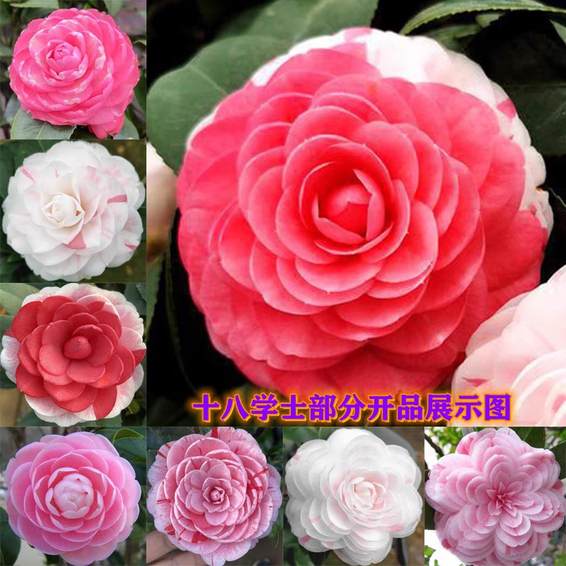 十八学士学带花苞一树多色名贵山茶花苗阳台四季盆栽