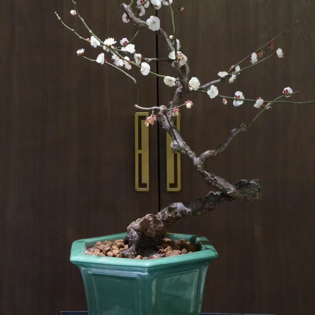 精品原生老桩龙游梅锦鸿垂枝梅