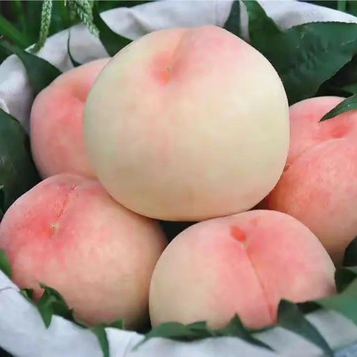 阳山水蜜桃苗 湖景蜜露水蜜桃苗 6-7月熟 甜度高 个头大 产量高