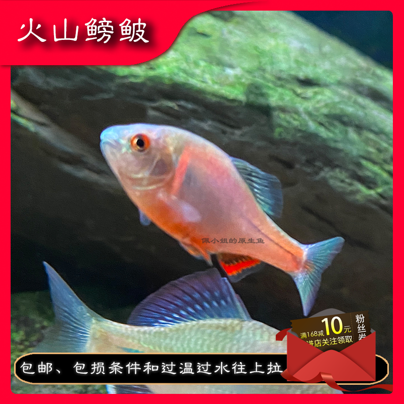 火山鳑鲏西南鳑鲏细鳞华鳑鲏冷水鱼原生鱼小型观赏鱼不加温耐养