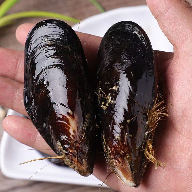 D【顺丰包邮】鲜活大号青口贝贻贝海虹包鲜包肥